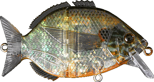 http://www.shutupandfish.co.uk/cdn/shop/products/106-fishus_by_lurenzo_esparrall_tp_translucid_pumpkinseed-TP.png?v=1666700228