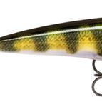 Live Perch