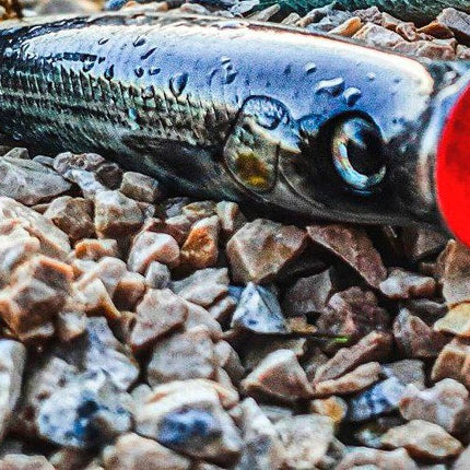 Fishus Lures Ubuntu Surface Popper Bass Fishing Lure 115mm 32g