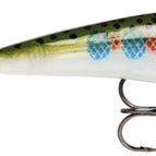 Rainbow Trout