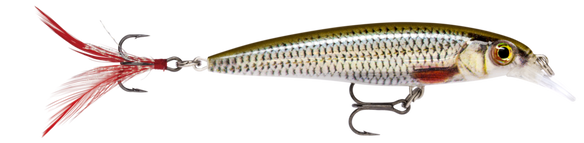 Live Roach