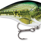 Baby Bass