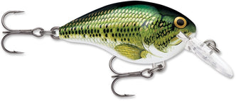 Baby Bass