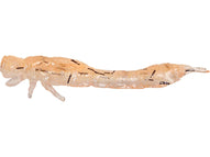 UV Shrimp