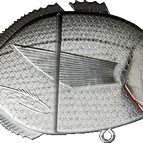 Saddled Seabream