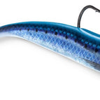 Sardine