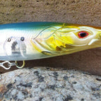 Sardine