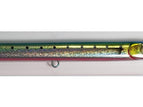 Sardine