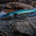 Mackerel