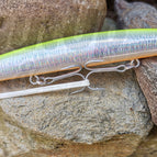 Chartreuse Orange Belly