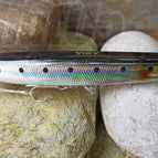 Silver Sardine